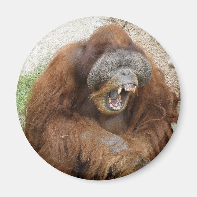 Laughing Orangutan Magnet (Front)