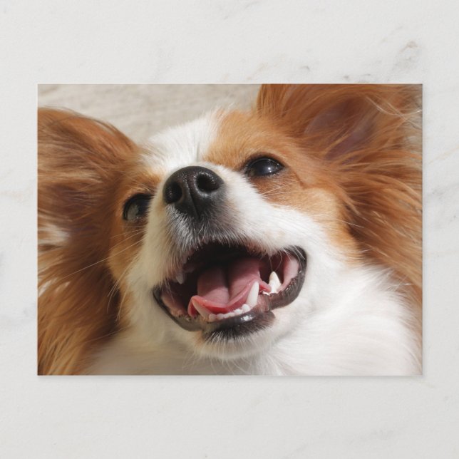 Laughing Papillon Dog Postcards (Front)
