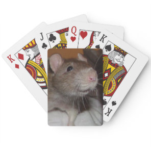 laughing rat playing cards