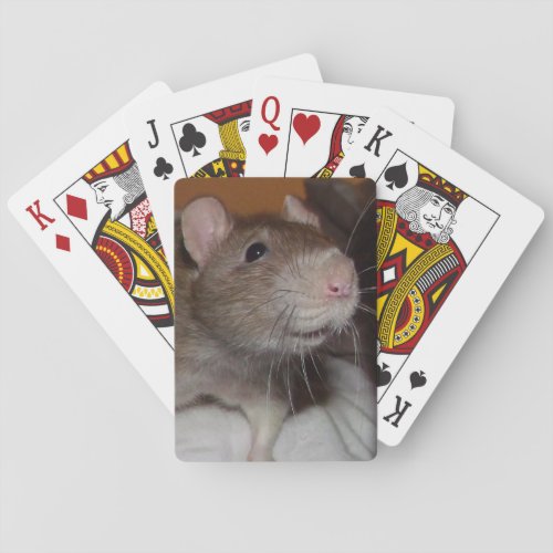 laughing rat playing cards