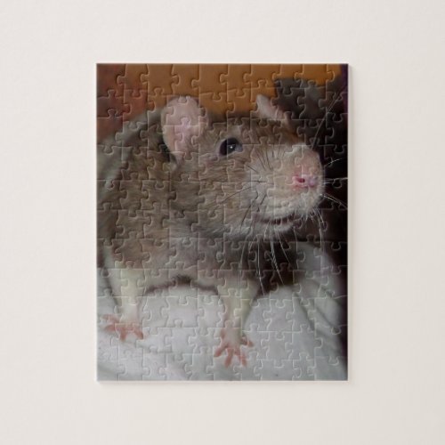 laughing rat puzzle with tin