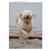 laughingchuck (Front)