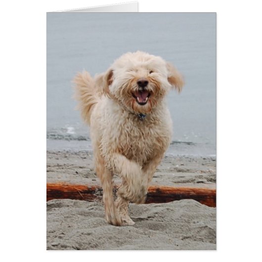 laughingchuck (Front)