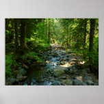 Laughingwater Creek at Mount Rainier National Park Poster
