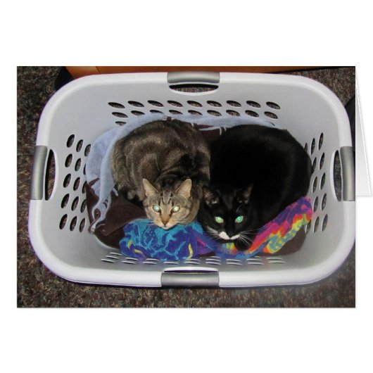 Laundry Basket Kitties (Front Horizontal)