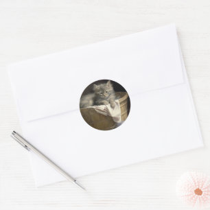 Laundry Or Playtime Gray Kitten Portrait Classic Round Sticker