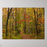 Laurel Hill Trail in Fall Poster