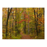 Laurel Hill Trail in Fall Poster