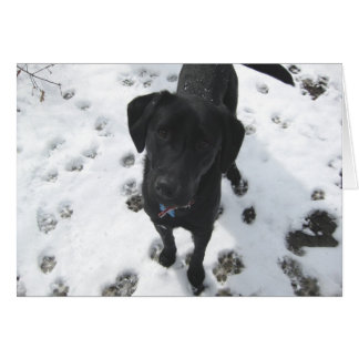 Laurel in the snow cards