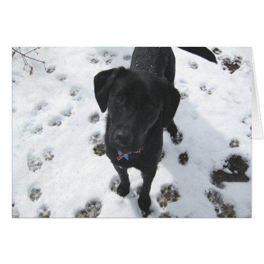 Laurel in the snow cards (Front Horizontal)