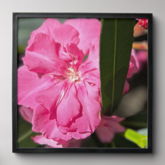 Laurier Rose Bis Peel And Stick Photo Tile