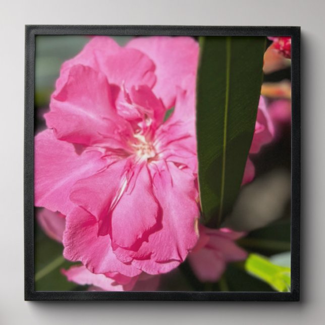 Laurier Rose Bis Peel And Stick Photo Tile (Front Set)