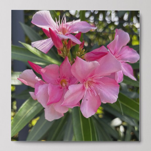 Laurier Rose Peel And Stick Photo Tile (Front Set)