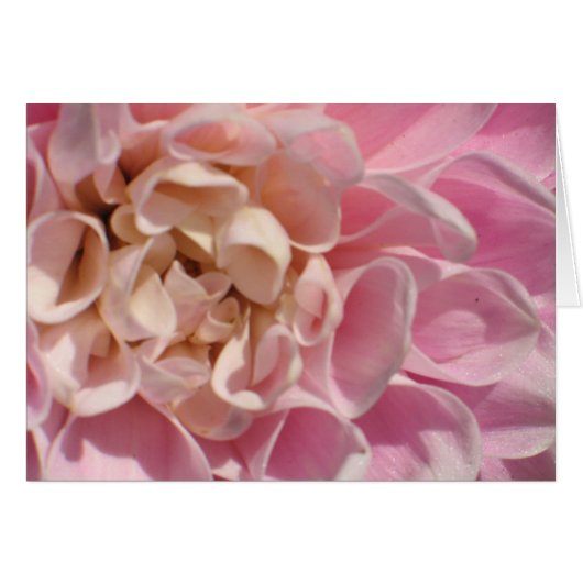 Laurie's Dahlia Cards (Front Horizontal)