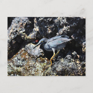 Lava Heron, Galapagos Islands Postcard
