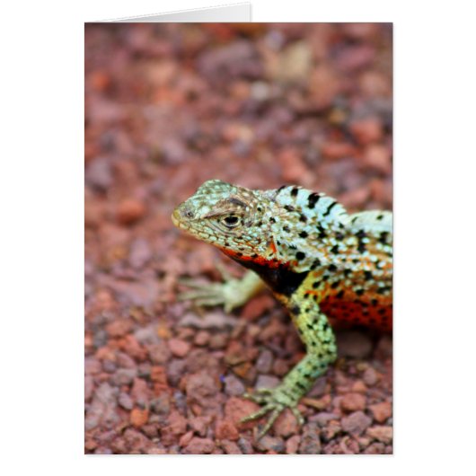 Lava Lizard Cards (Front)