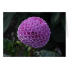 Lavander Dahlia