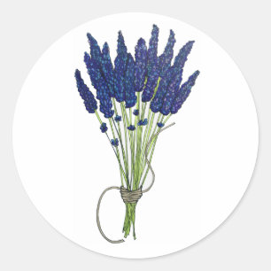 Lavandula Lavender Bunch Herb Purple Flower Garden Classic Round Sticker