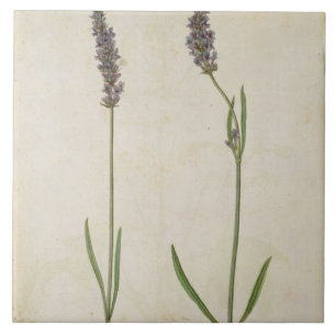 Lavandula officinalis (Old English Lavender), c.15 Tile