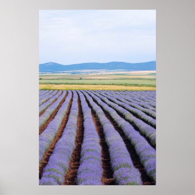 Lavendar fields poster (Front)