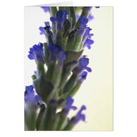 lavendar flowers cards (Front)