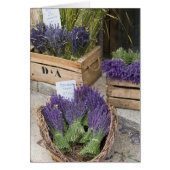 Lavendar for sale, Provence, France (Front)