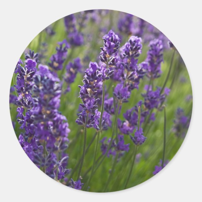 Lavendar | Lavendel Classic Round Sticker (Front)