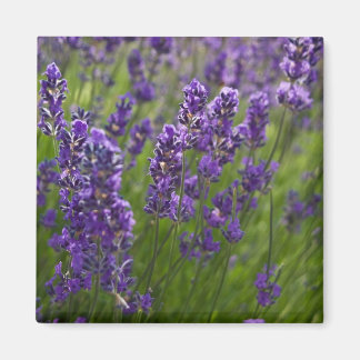 Lavendar | Lavendel Magnet