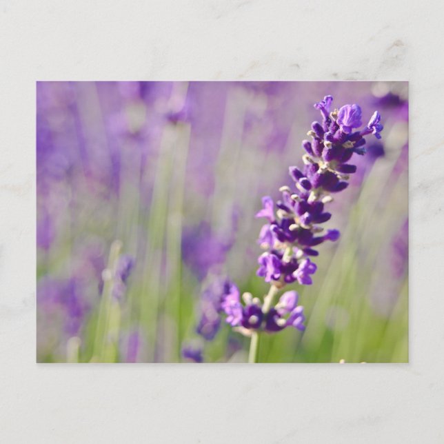 Lavendar | Lavendel Postcard (Front)