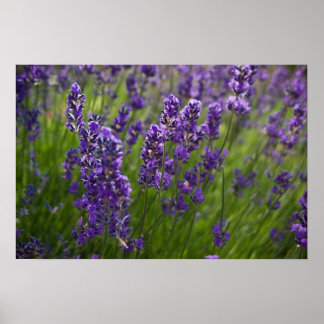 Lavendar | Lavendel Poster