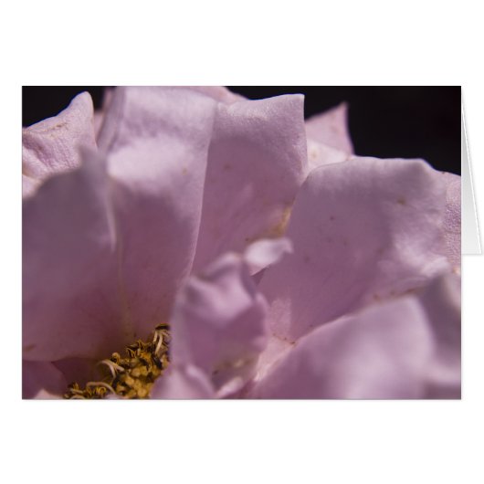 Lavendar Rose Petals Card (Front Horizontal)