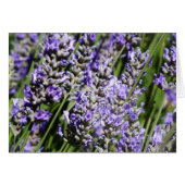 Lavender (Front Horizontal)