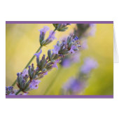 Lavender (Front Horizontal)