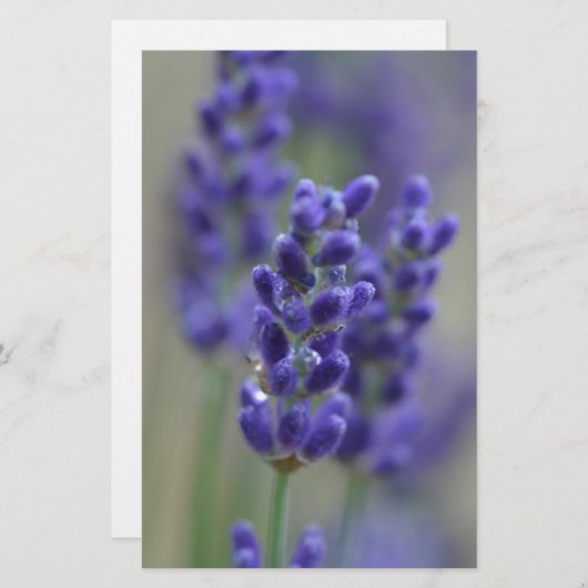 Lavender (Front/Back)