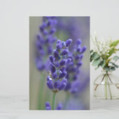 Lavender (Standing Front)