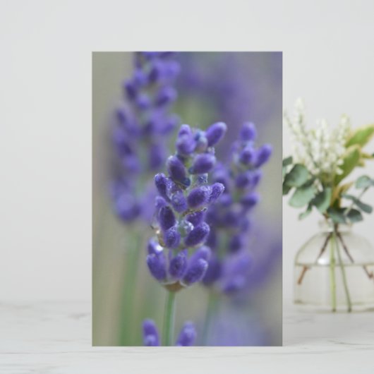 Lavender (Standing Front)