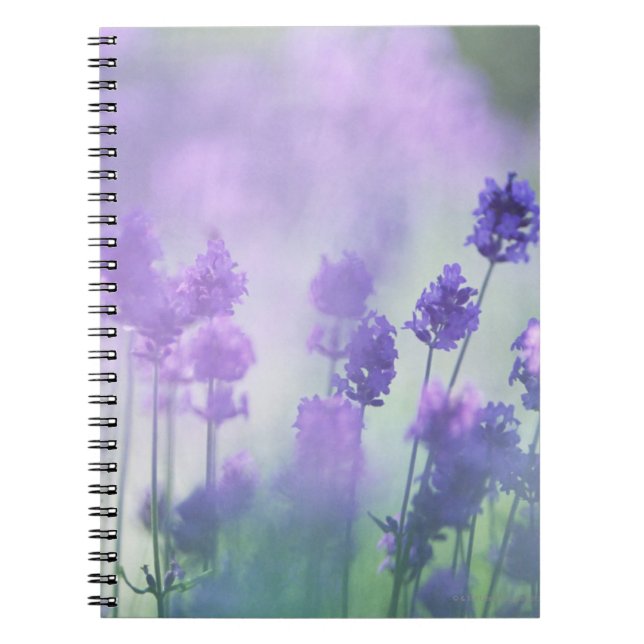Lavender 2 notebook (Front)