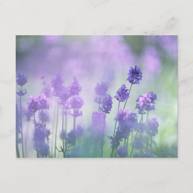 Lavender 2 postcard (Front)