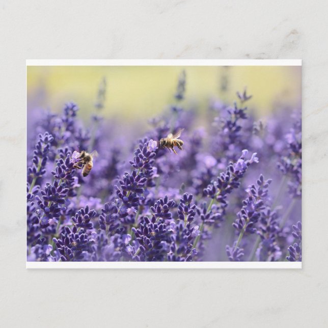 Lavender and Bees Postcard (Front)