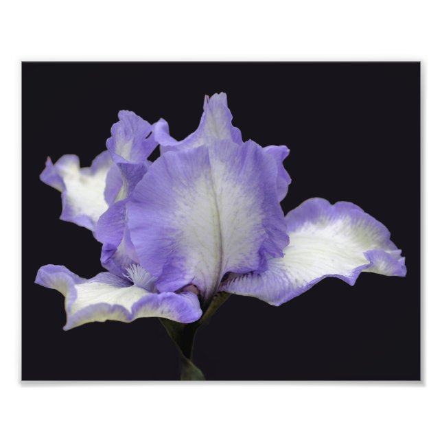 Lavender And White Bearded Iris Flower 8x10 Photo Print (Front)