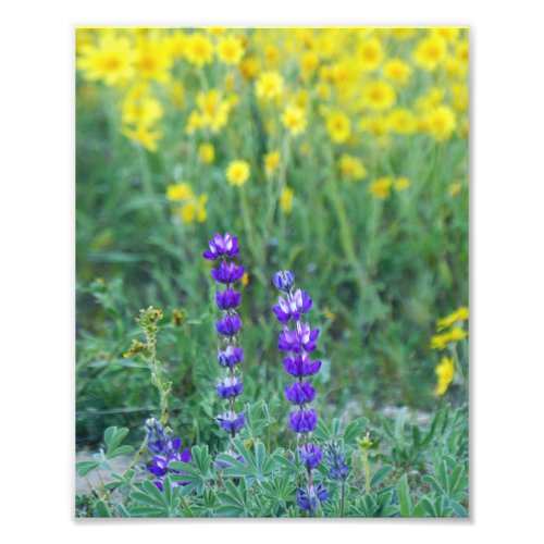 Lavender and Yellow Daisy Photo Print