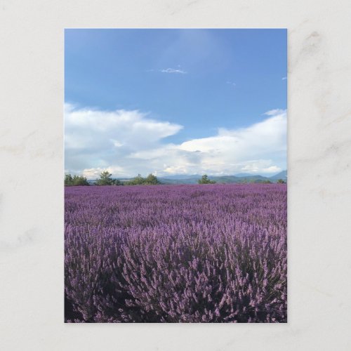 Lavender at French Riviera France Postcard