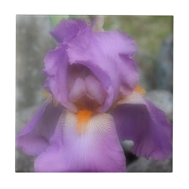 Lavender Bearded Iris Flower Nature Tile (Front)