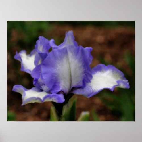 Lavender Bearded Iris Flower Poster