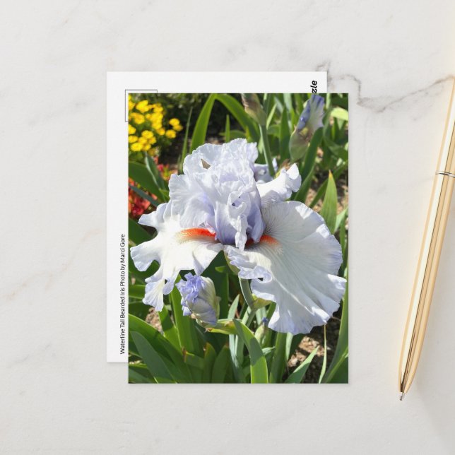 Lavender Bearded Iris Postcard (Front/Back In Situ)