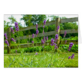 Lavender Blooming (Front Horizontal)