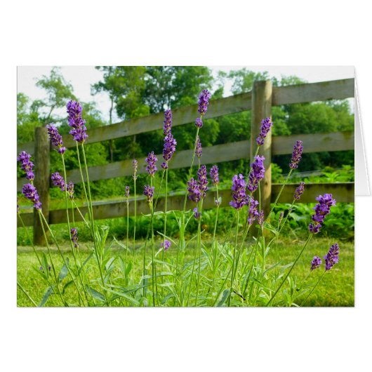 Lavender Blooming Cards (Front Horizontal)