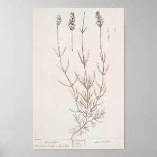 Lavender botanical print poster