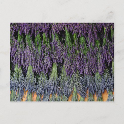 Lavender Bunches on a Drying Rack Postcard