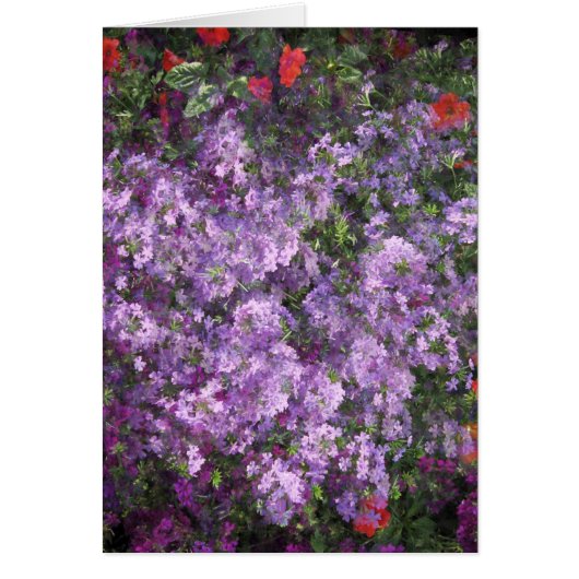 Lavender Bush Cards (Front)